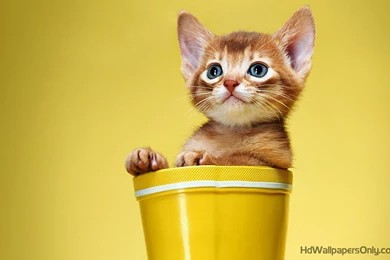 Nice Baby Pictures Wallpapers   HD Wallpapers Pretty