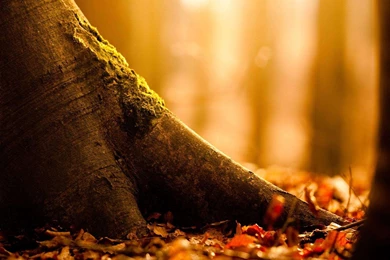 Fall Themed Wallpapers   Wallpapers Cave