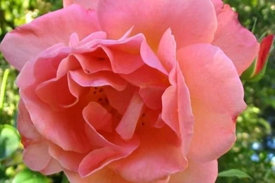 Flowers Wallpapers Archives   Page 11 Of 15   Free Desktop ...