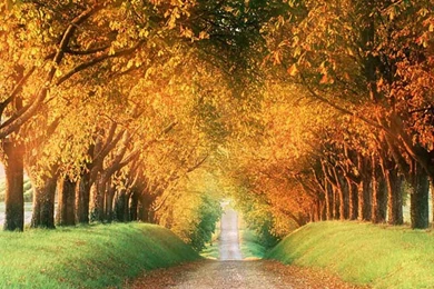 Get Stunning Autumn Fall Wallpapers For Your Desktop   15   Pelfind