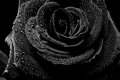 Black Rose Wallpapers   Wallpapers Cave