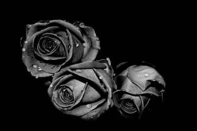 Black Roses Picture Wallpapers