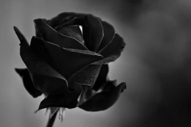 Red And Black Roses Wallpapers