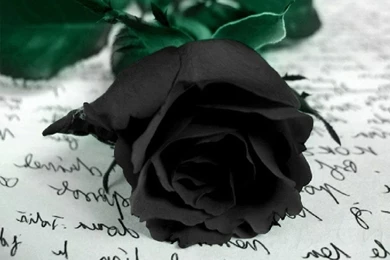 Black Rose Wallpapers   Crazy Frankenstein