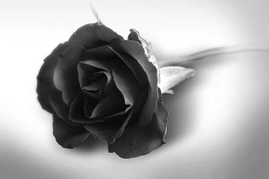 Black Wallpaper: Black Rose Wallpapers Free Black Wallpapers ...