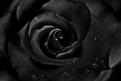 Black Roses HD Wallpapers Free Download