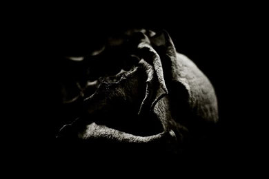 Red And Black Roses Wallpapers