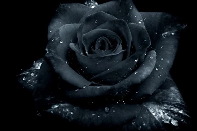 Gallery For   Gothic Black Roses Wallpapers