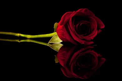 Red Rose With Black Backgrounds   Wallpapers Cave