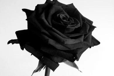 Black Rose 3072x2304px