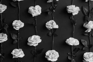 Black And White, Roses, Wallpaper, Lockscreen   Image