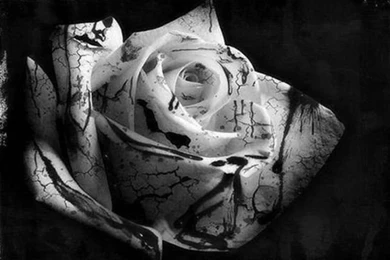 Black Rose Pics   Google Search