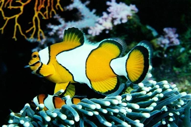 Free Wallpapers Fish 3d Hd Pictures.