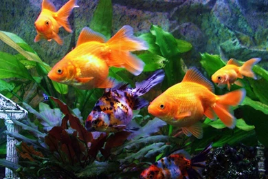 Gold Fish Wallpapers ACR1