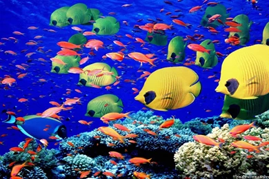 Fish Desktop Wallpapers   Wallpapers Cave