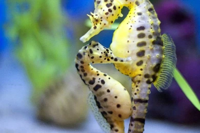 Free Pictures Fish Tank Wallpaper: 3D By Free Download Best HD ...