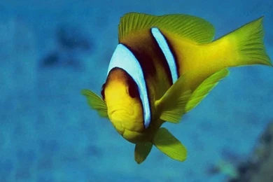 Tropical Fish School Wallpapers