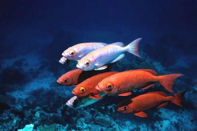 Ocean Life HD Images Beautiful Fish Pictures Free Download ...