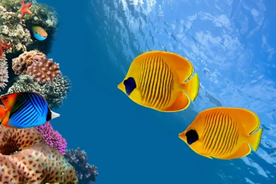 Fish Wallpapers For PC Free Download ER5