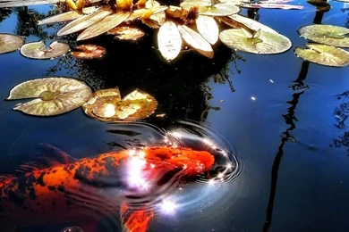 KOI Fish Wallpapers In Purify Water Photos Of Fish Wallpapers For ...