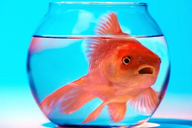 Beautiful Fish  AtozWallpapers