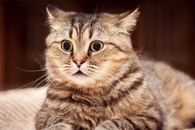 4K Ultra HD Cat Wallpapers HD, Desktop Backgrounds 3840x2160