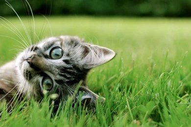 Download Cat Cute Wallpapers