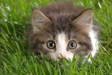 Cat In Grass Wallpapers