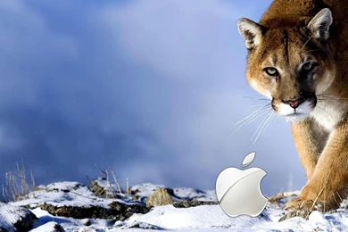 Tiger Apple HD Wallpapers 1080p 1526283