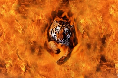 Tiger Live Wallpapers   Widescreen HD Wallpapers