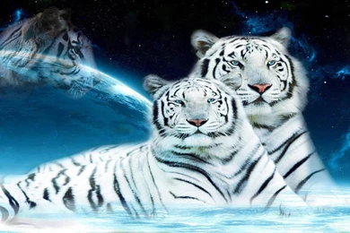 Tiger Live Wallpapers   Widescreen HD Wallpapers