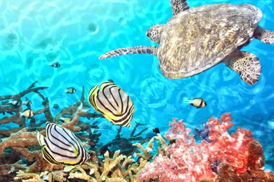 Live Wallpapers For Windows 7, 8, Vista, XP