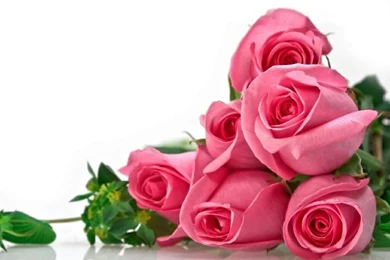 My Favorite Flowers ✿❁ On Pinterest