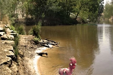 The NUDIST CHOOK  By Phil Judd On DeviantArt