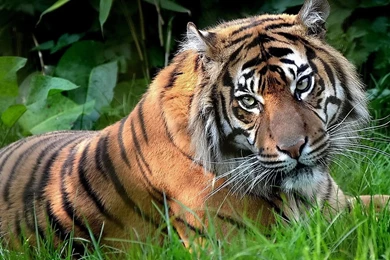Tiger On The Grass Photo Wallpapers Free Tiger On The Grass Photo ...