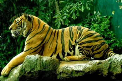 Desktop best tiger wallpapers hd download.jpg
