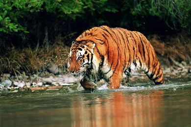Tiger Wallpapers Hd Free Download