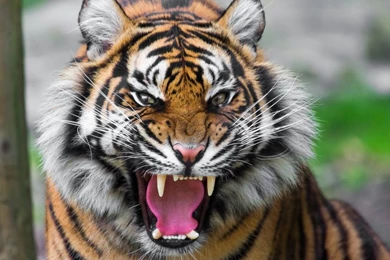 Laptop 1366x768 Tiger Wallpapers HD, Desktop Backgrounds 1366x768 ...