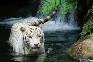 Tiger Wallpapers Hd Download Wallpapers HD Fine