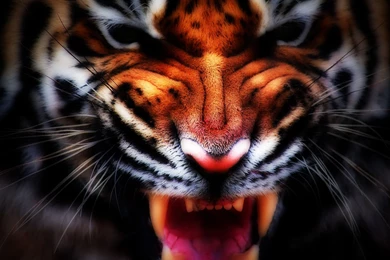 Angry Tiger Face Wallpapers Free Angry Tiger Face Wallpapers By ...