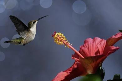 Cool Nature iPhone S Wallpapers