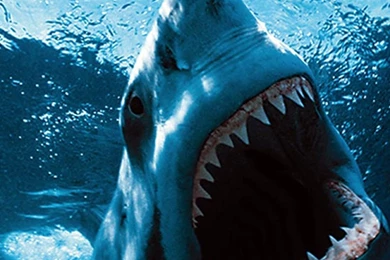 Awesome Great White Shark Attacking Ultra HD Wallpapers   Cool ...