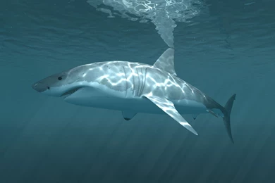 Shark Wallpapers HD Pictures