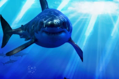Pics, Facts, Funny Stuff About Animals & Nature Great White Shark ...