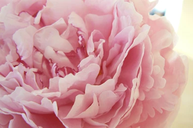 Peonies Wallpapers   Wallpapers Cave