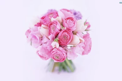Peonies Wallpapers   Flower Wallpapers