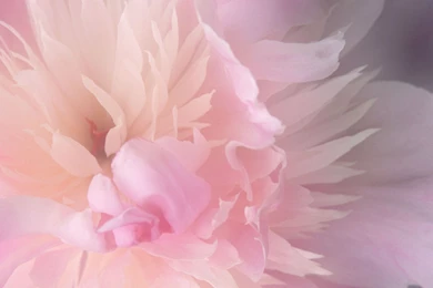 Peony Wallpapers Flower Wallpapers