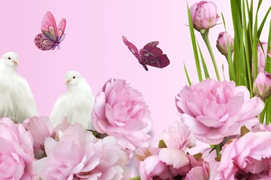 Peonies Wallpapers >> Backgrounds With Quality HD