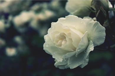 White Peony Wallpapers   Wallpaper.