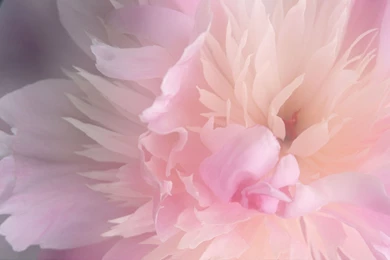 Smoothies Peony Widescreen